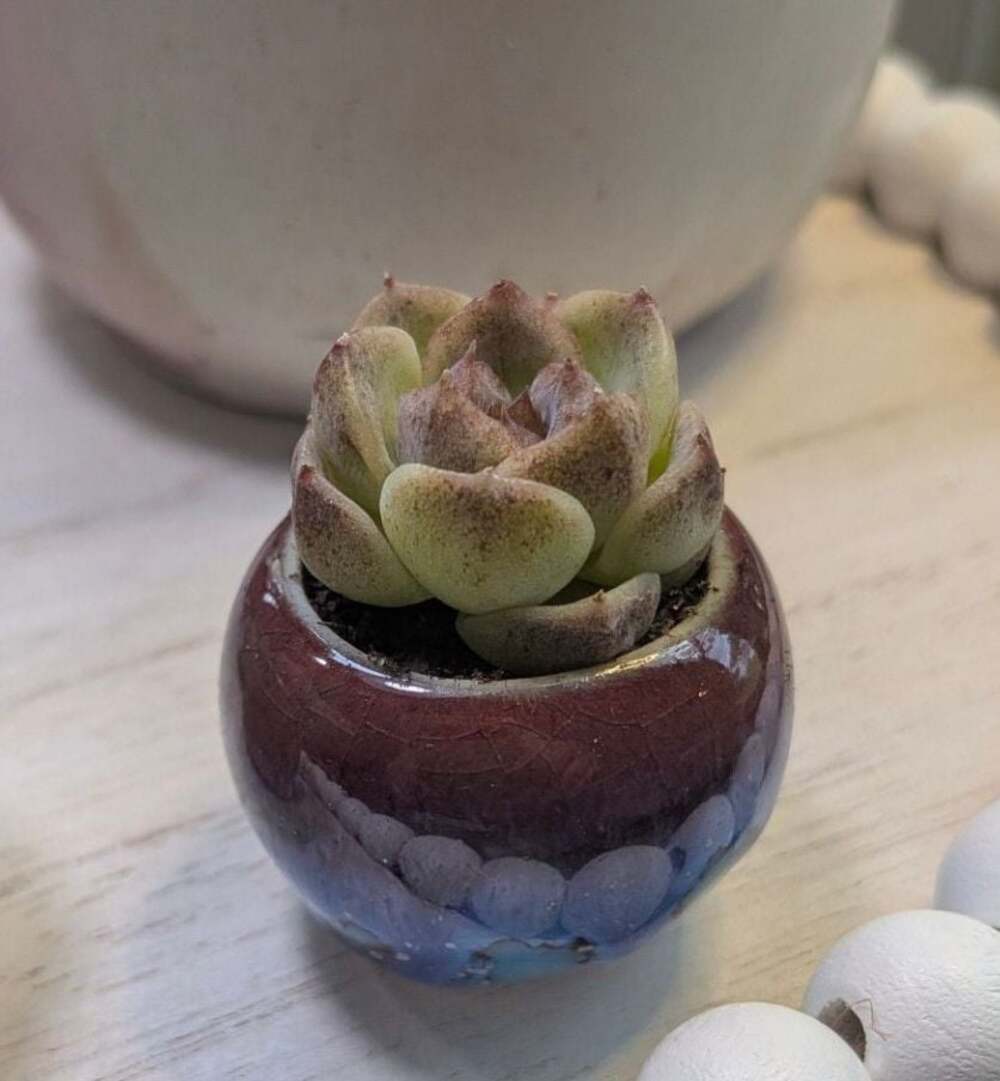 Mini Rare Echeveria Succulent in Glazed Ceramic Pot